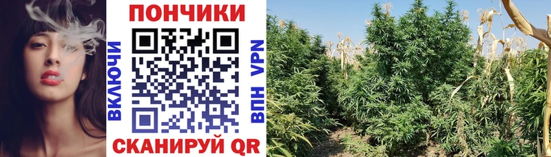 где продают   Камень-на-Оби  Бошки марихуана ГИДРОПОН 